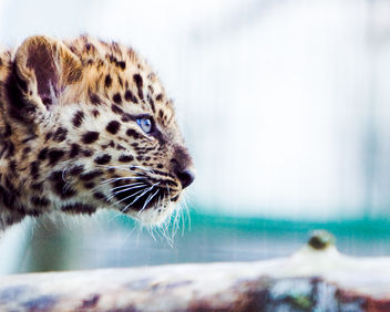 Bright Eyes - Free image #279327